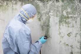 Best Environmental Consulting for Mold Prevention  in Millcreek, UT